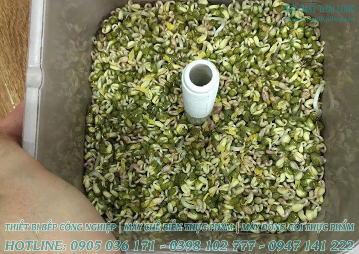 Cách làm giá đỗ sạch