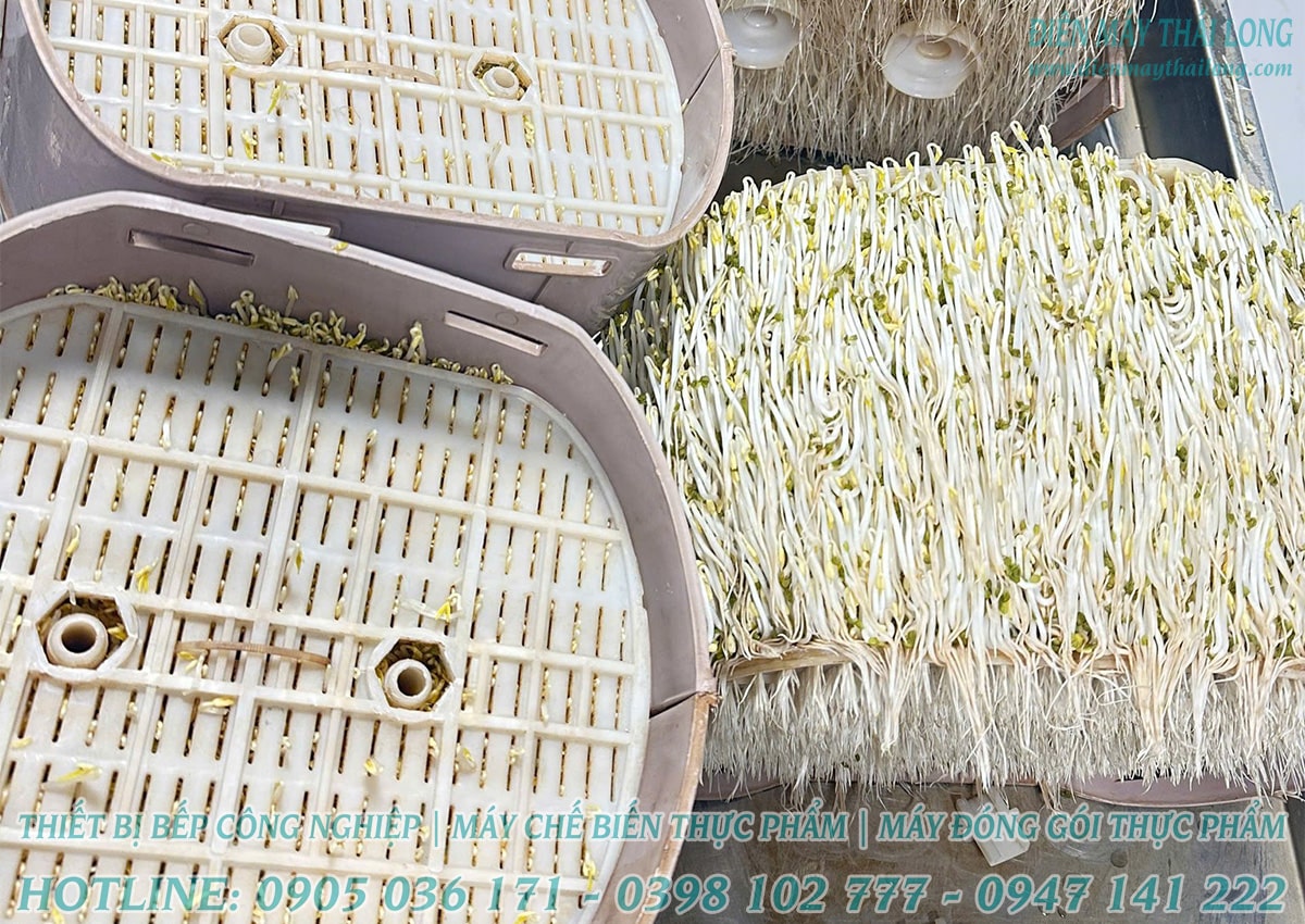 Máy làm giá đỗ không hóa chất